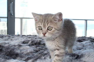 Anna - Female British Shorthair