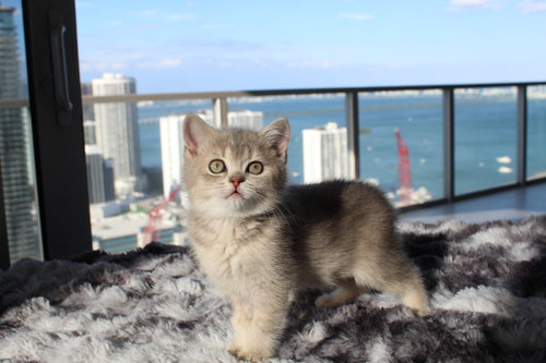 Elsa - Female British Shorthair