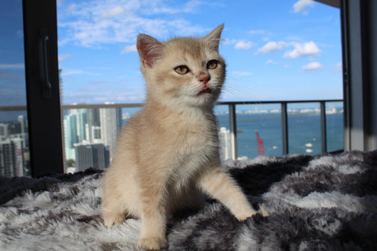 Kiara - Female Scottish Straight