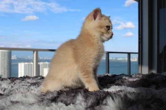 Kiara - Female Scottish Straight