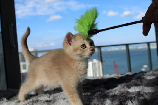 Kiara - Female Scottish Straight