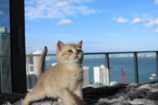 Kiara - Female Scottish Straight