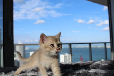 Kiara - Female Scottish Straight