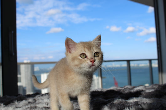 Kiara - Female Scottish Straight