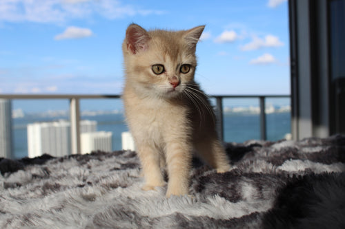 Kiara - Female Scottish Straight