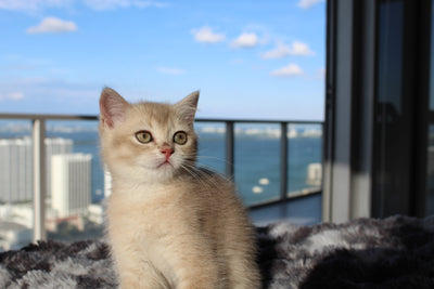 Kiara - Female Scottish Straight