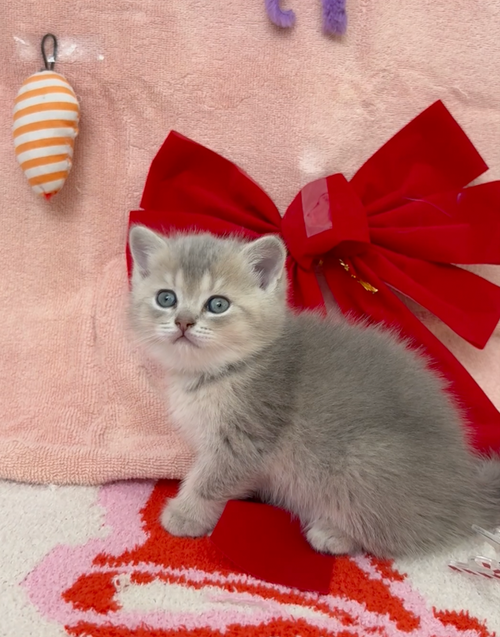 Kristoff - Male British Shorthair