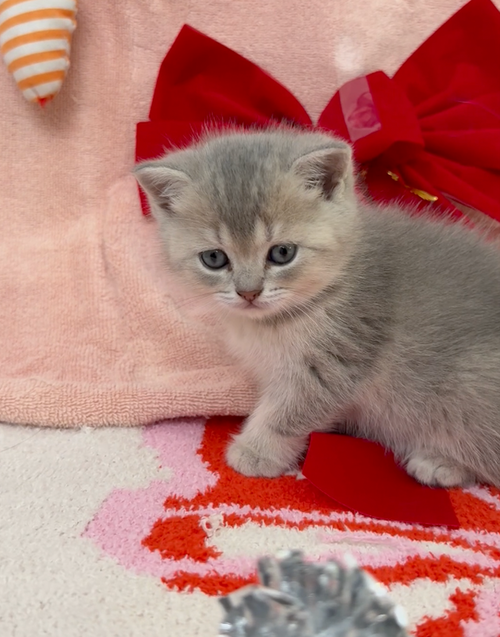 Kristoff - Male British Shorthair