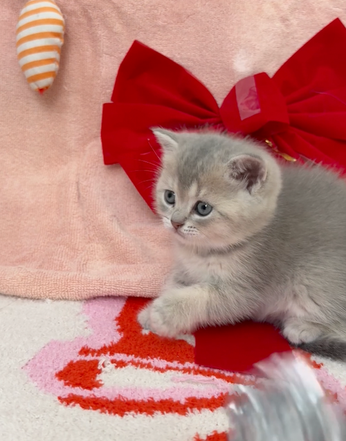 Kristoff - Male British Shorthair