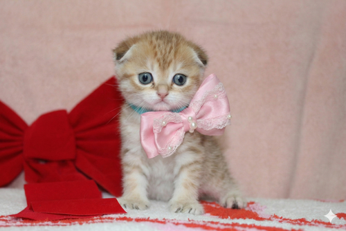 Nala - Female Scottish Fold