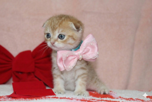 Nala - Female Scottish Fold